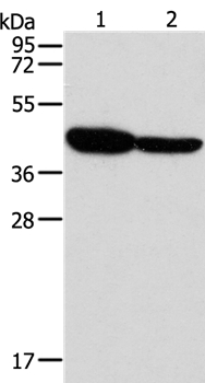 GLRA1 Antibody[37329]