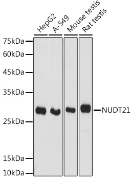 NUDT21 Rabbit Polyclonal Antib