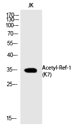 Ref-1 (Acetyl-Lys7) Polyclonal