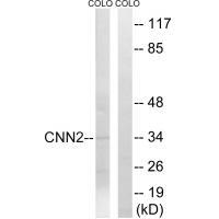 CNN2 Antibody[34522]