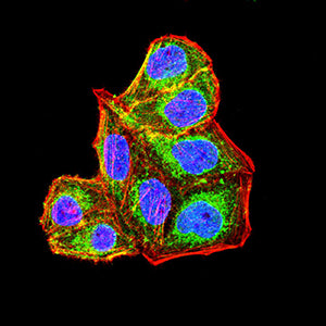CDKN1A Mouse mAb[63450]