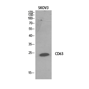CD63 Polyclonal Antibody[44012