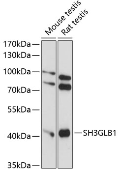 SH3GLB1 Rabbit Polyclonal Anti