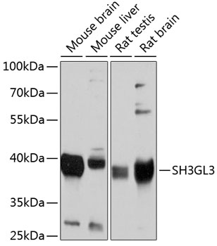 SH3GL3 Rabbit Polyclonal Antib