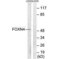 FOXN4 Antibody[34686]