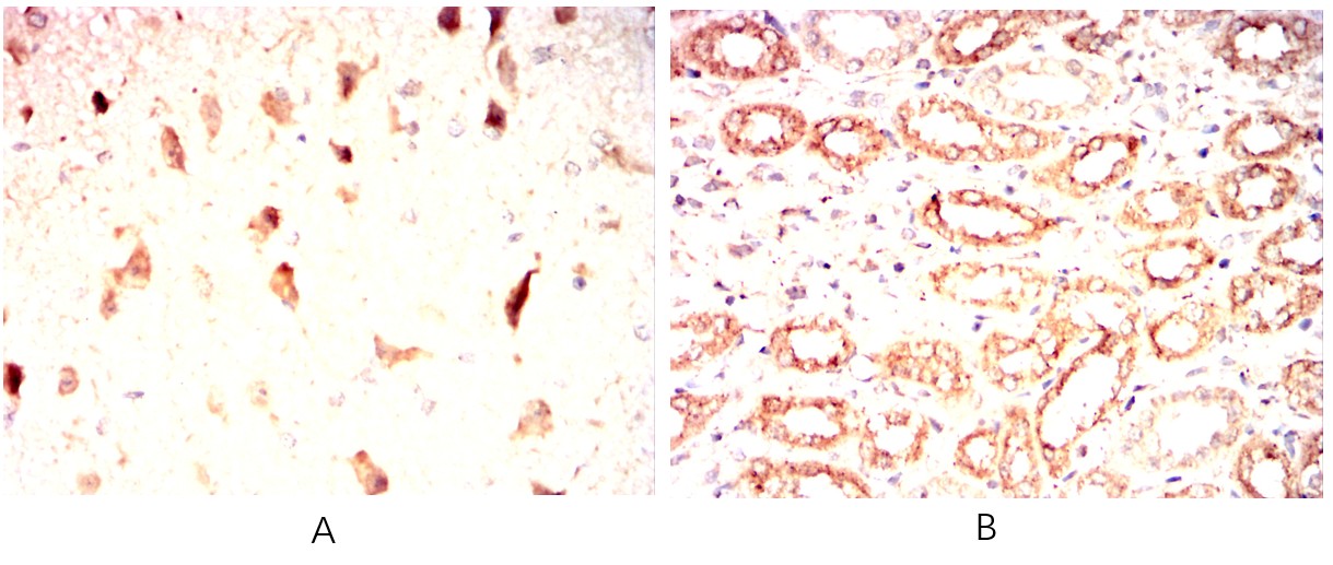 DCX Mouse mAb[63535]