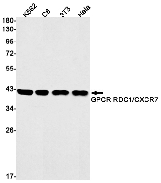 RDC1 Rabbit mAb[52321]