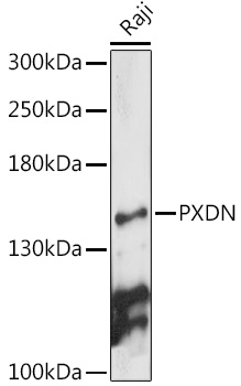 PXDN Polyclonal Antibody[30232