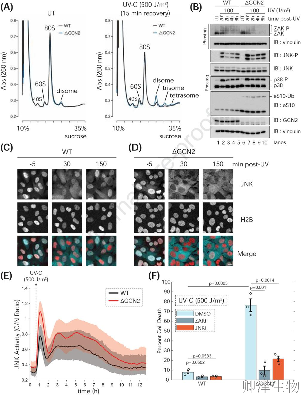【核糖体碰撞-经典研究】 UV致死元凶非DNA损伤？核糖体毒性应激终解密！
