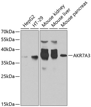 AKR7A3 Polyclonal Antibody[314