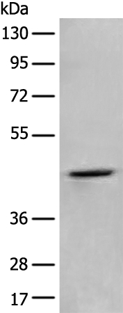 ADRA2A Antibody[46306]
