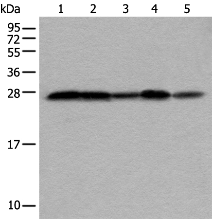 VTI1A Antibody[46706]