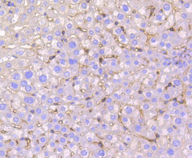 IRF7 Rabbit mAb[49007]