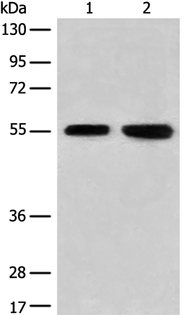 CNGA4 Antibody[46522]