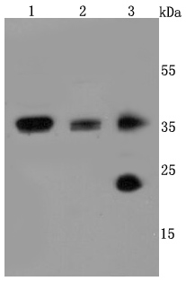 AQP1 Rabbit mAb[49447]