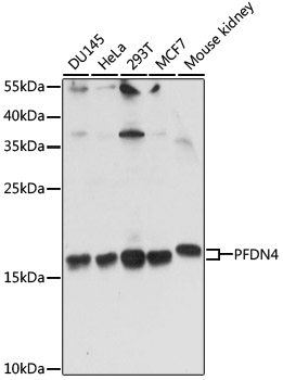 PFDN4 Polyclonal Antibody[2890