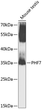 PHF7 Polyclonal Antibody[31473