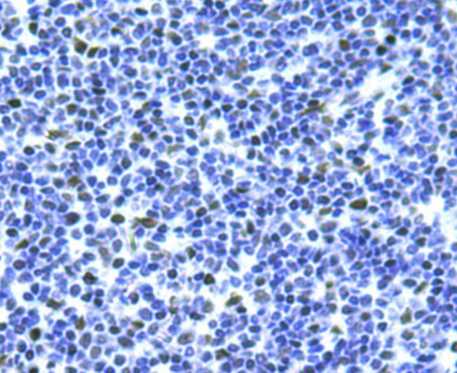 Bmi1 Antibody[48484]