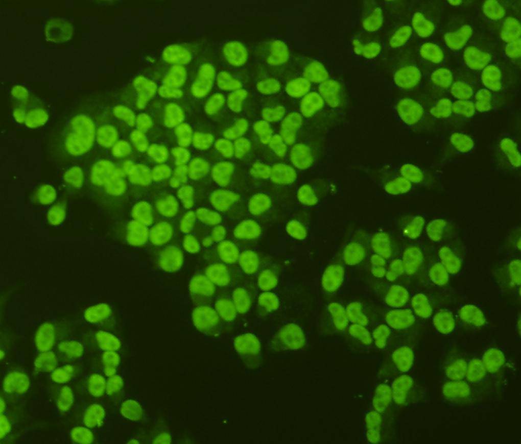 NF-κB p105/p50 Antibody[48171]