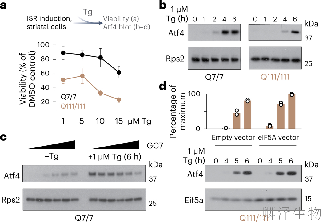 【核糖体碰撞-经典研究】 解密亨廷顿舞蹈症：核糖体碰撞如何引发神经元全局崩溃？