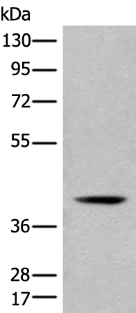 ACKR2 Antibody[46304]