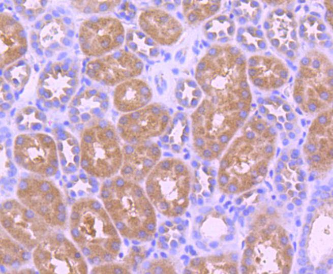 Phospho-TrkB(Y817) Rabbit mAb[
