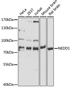 NEDD1 Polyclonal Antibody[3063