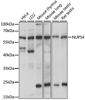 NUP54 Polyclonal Antibody[2897