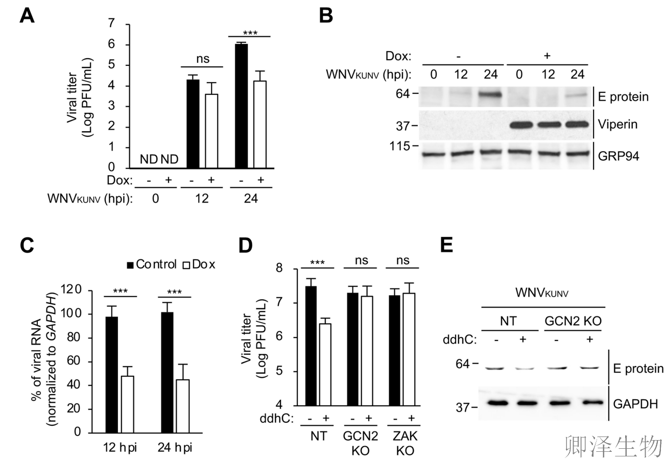 【核糖体碰撞-经典研究】 颠覆认知！免疫系统的“分子刹车”：抗病毒蛋白如何瘫痪病毒工厂