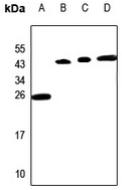 PP15 Antibody[47842]