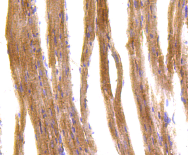 IRF7 Rabbit mAb[49007]