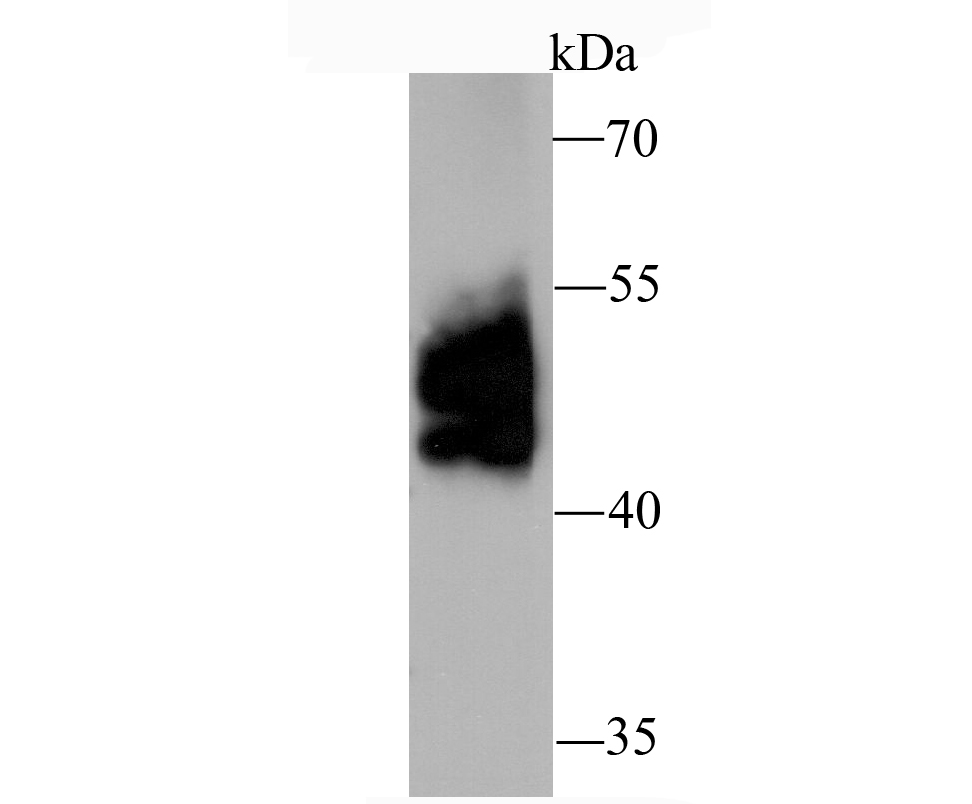 CD274(PD1L1) Antibody[48238]