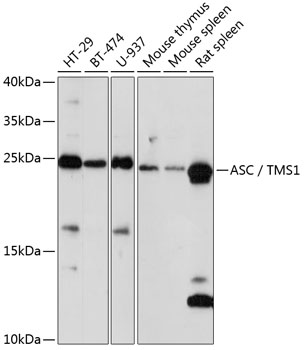 ASC / TMS1 Polyclonal Antibody