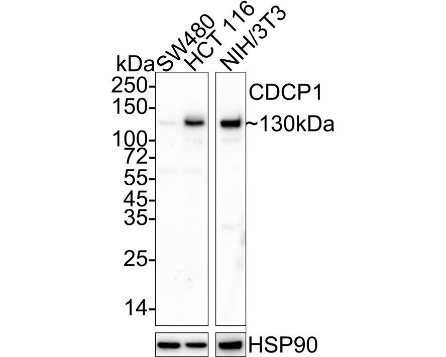 CUB domain-containing protein 