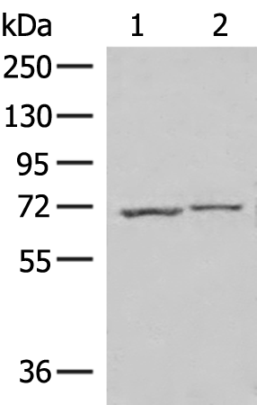 ECD Antibody[47313]