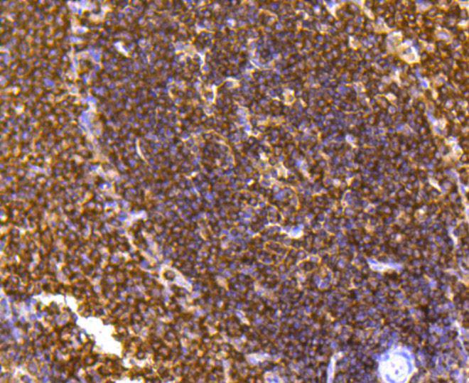 SHP1 Rabbit mAb[48636]