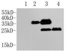 DYKDDDDK Tag(FLAG) Antibody[48