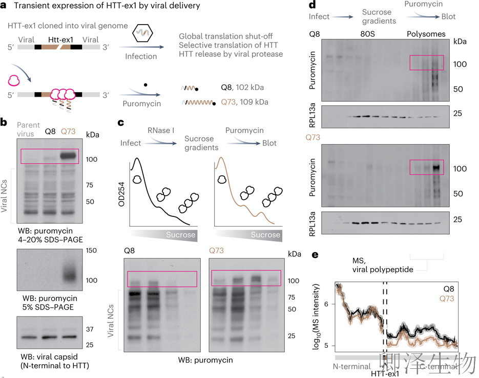 【核糖体碰撞-经典研究】 解密亨廷顿舞蹈症：核糖体碰撞如何引发神经元全局崩溃？