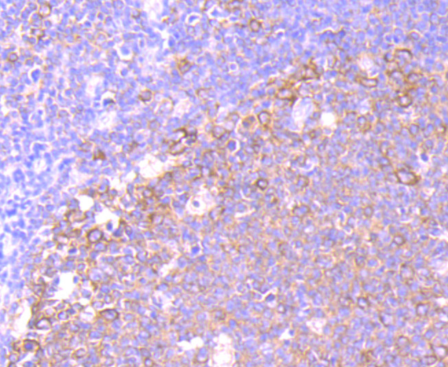 eEF1A1 Rabbit mAb[49856]