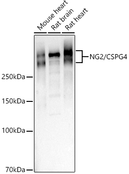 CSPG4 Polyclonal Antibody[3047