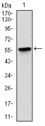 LPlunc1 Antibody[48460]