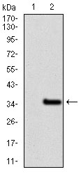 GCNF Antibody[48479]