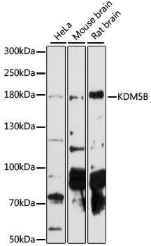 JARID1B Polyclonal Antibody[28