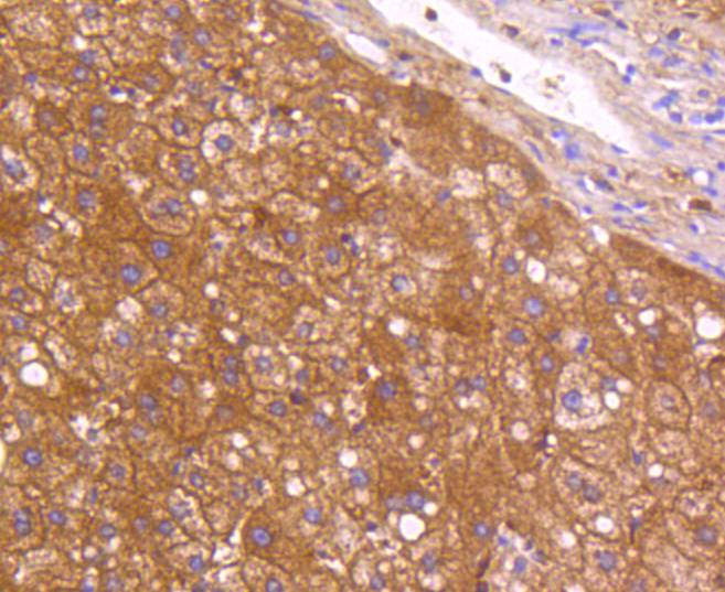 Neuropilin-1 Rabbit mAb[48906]