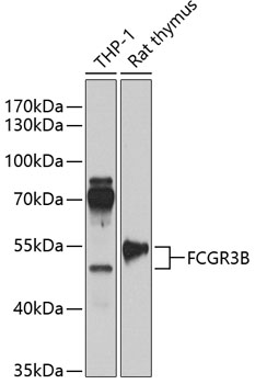 FCGR3B Polyclonal Antibody[284