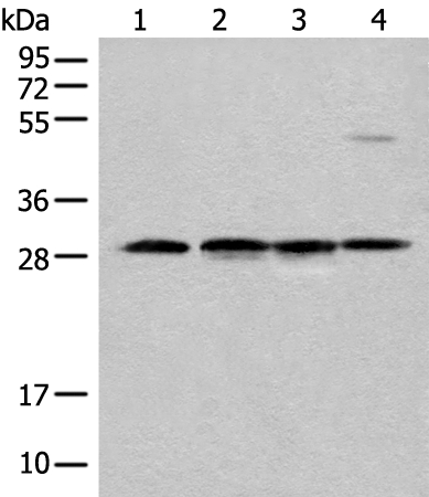 CA7 Antibody[46379]