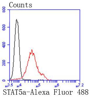 STAT5a Rabbit mAb[48973]