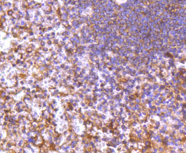 DIABLO Rabbit mAb[48991]