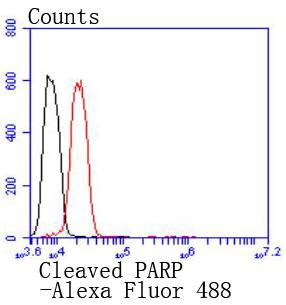 Cleaved PARP Rabbit mAb[48805]