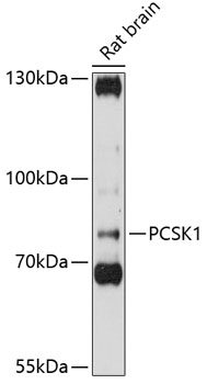 PCSK1 Polyclonal Antibody[2765